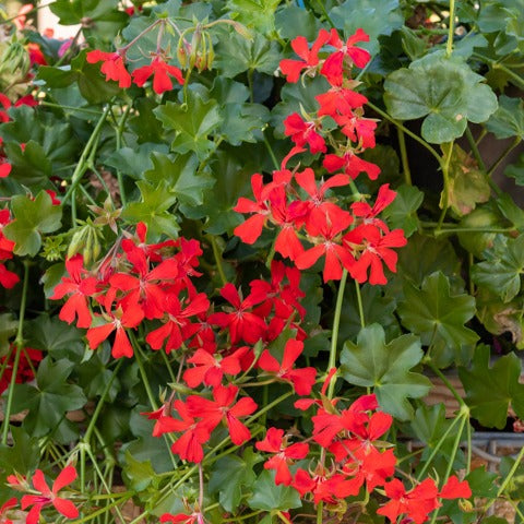 Hanggeranium - Bakker