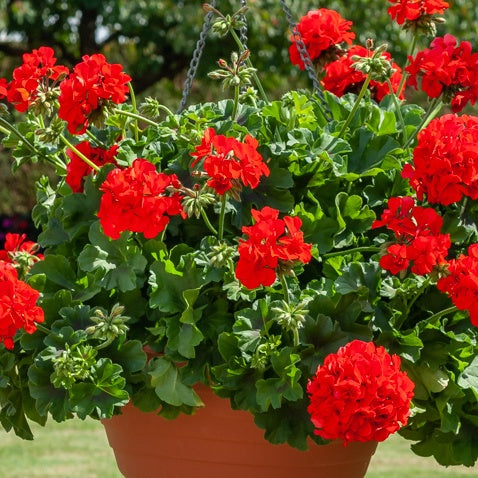 Geranium - rood - Bakker