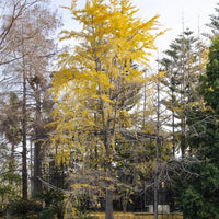 Japanse notenboom - Ginkgo