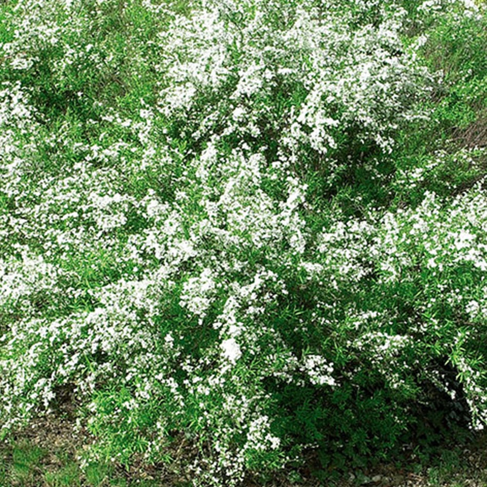 Spierstruik thungergii - Spiraea thunbergii - Bakker