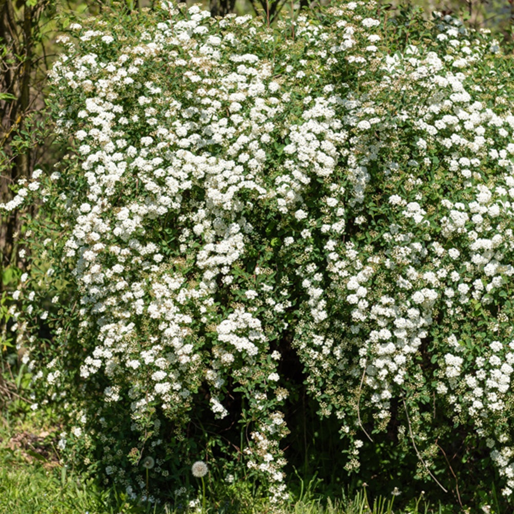 Spirea - Spierstruik - Spiraea vanhouttei