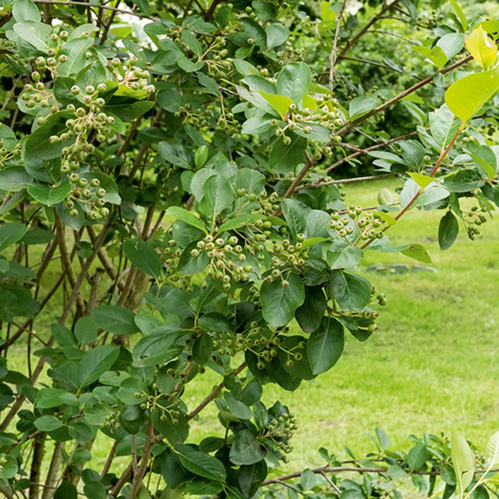 Zwarte appelbes - Aronia melanocarpa - Heesters en vaste planten