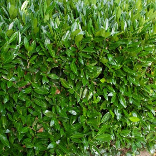 Prunus laurocerasus Otto Luyken - Laurierkers Otto Luyken - Bloeiende heesters