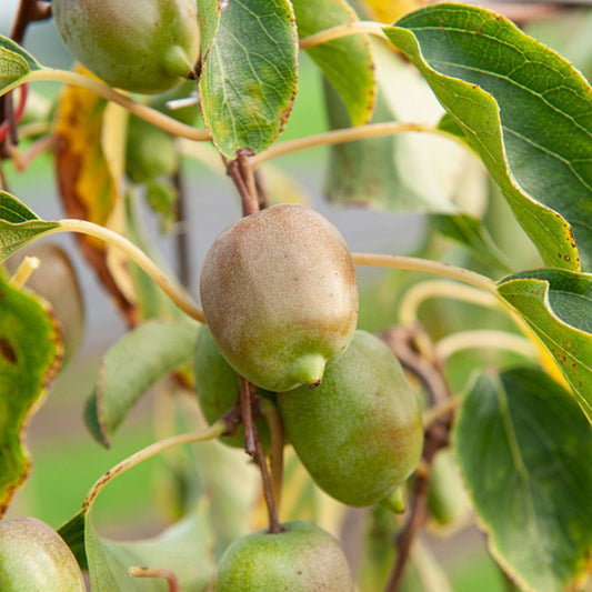Kiwi 'Ken's Red' - Bakker