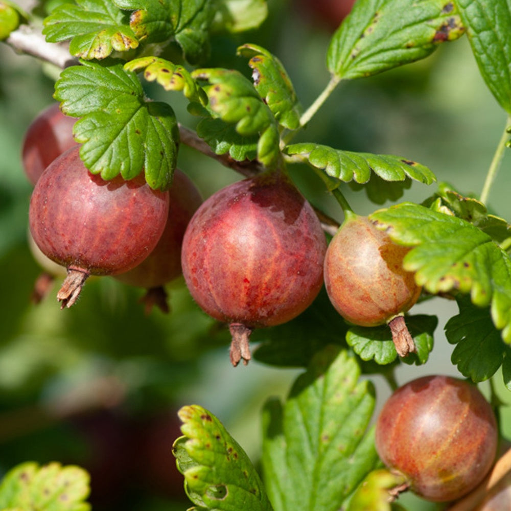 Kruisbes 'Captivator' - Ribes uva-crispa 'captivator' - Fruit