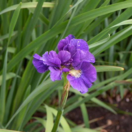 Iris Kaboom - Iris sibirica kaboom - Tuinplanten