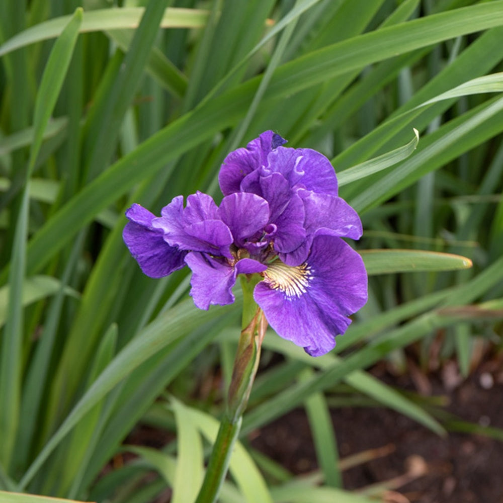 Iris Kaboom - Bakker