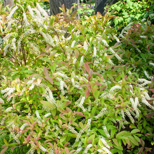 Bloemwilg - Itea virginica Henry's Garnet - Tuinplanten