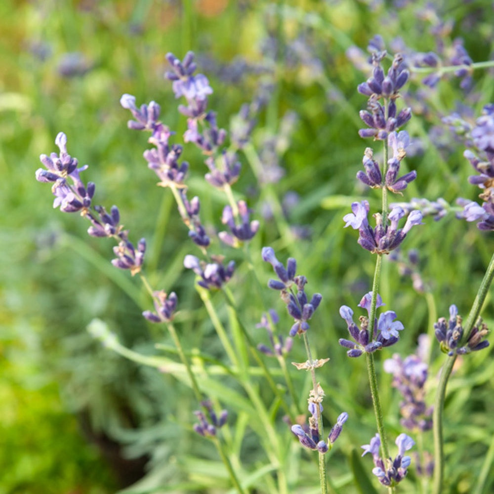 Lavendel 'Munstead' - Lavandula angustifolia 'munstead' - Tuinplanten