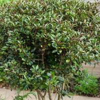 Rode Schijnhulst - Osmanthus heterophyllus 'purpureus' - Terras- en balkonplanten