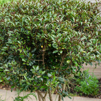 Rode Schijnhulst - Osmanthus heterophyllus Purpureus - Bakker