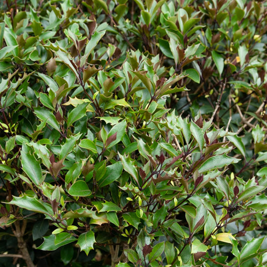 Rode Schijnhulst - Osmanthus heterophyllus 'purpureus'