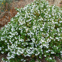 Muntstruik - Prostanthera cuneata