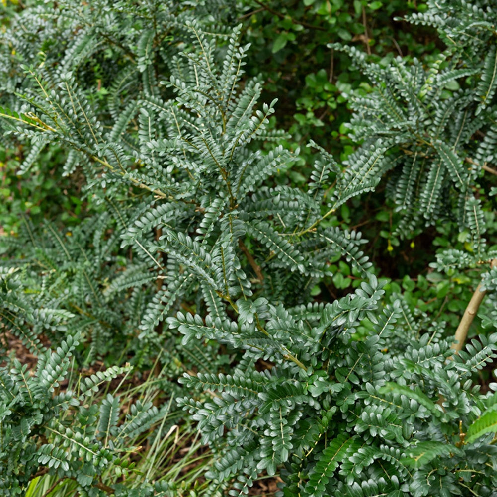 Sophora microphylla Sun King - Honingboom - Balkon- en terrasplanten