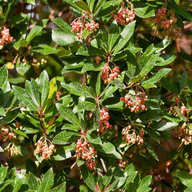 Apenboom 'Rubra' - Arbutus unedo 'rubra' - Fruit