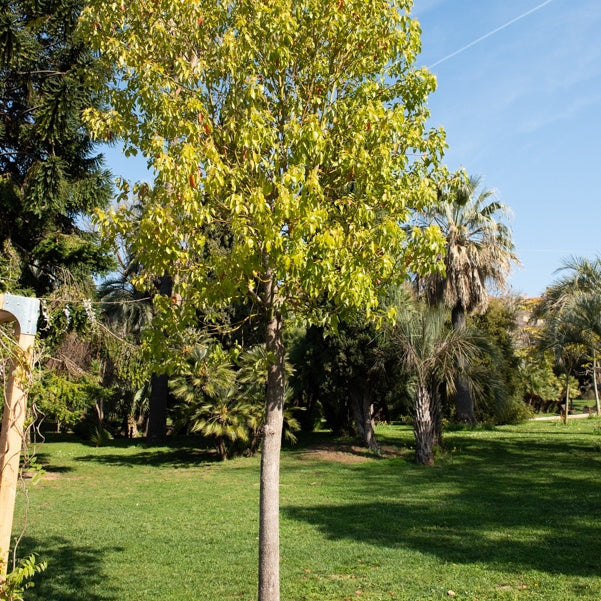 Kamfer - Cinnamomum camphora - Tuinplanten