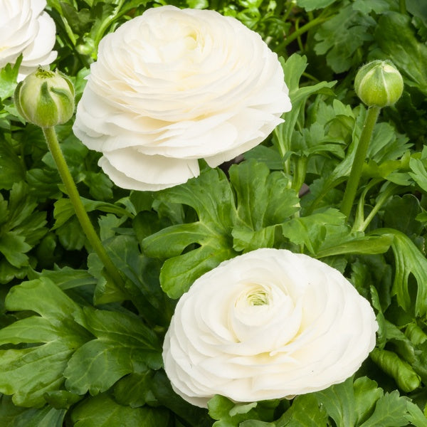 Witte Ranonkels - Ranunculus white - Bakker