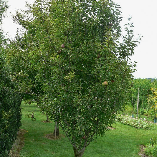 Perenboom 'Canelle' - Pyrus communis cannelle - Fruit