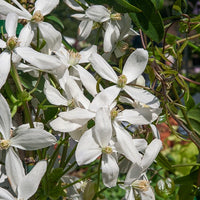 Bosrank 'Snowdrift' - Clematis armandii 'snowdrift' - Tuinplanten