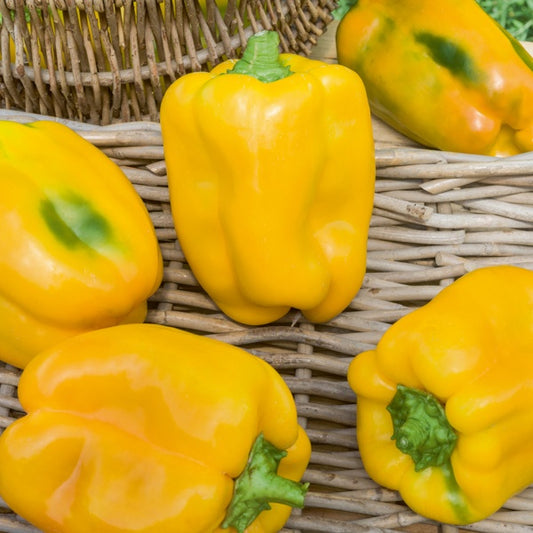 Gele peperplanten 'Tenor F1' - Bakker