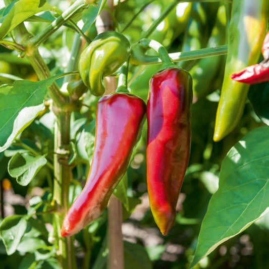 Peper 'Gorria' - Bakker