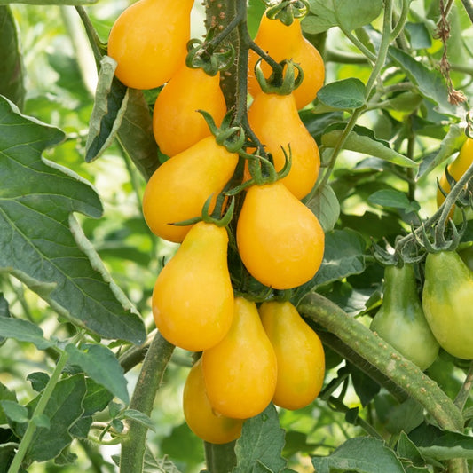 Kerstomaat 'Yellow Pearshaped' - Moestuin