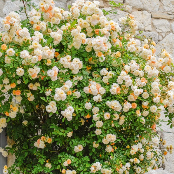 Roos 'Ghislaine de Féligonde' - Rosa Ghislaine de Féligonde - Bakker