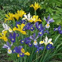 Hollandse Iris Mix - Iris hollandica - Irissen - Iris