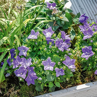 Campanula carpatica - Klokjesbloem (x3) - Klokjesbloem