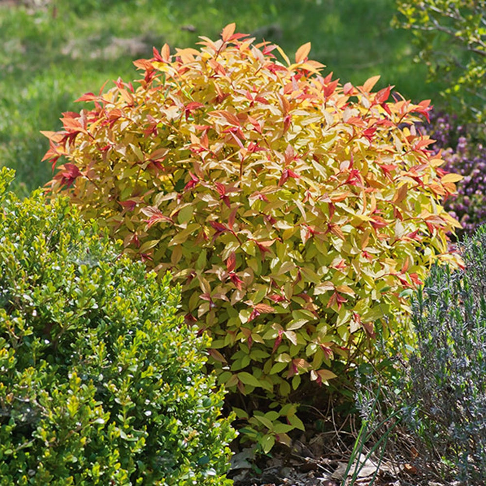 Spiraea japonica goldflame - Spierstruik 'Goldflame' - Haagheesters