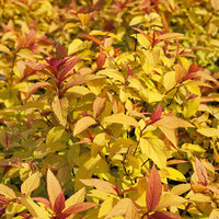 Spierstruik 'Goldflame' - Haagheesters - Bakker