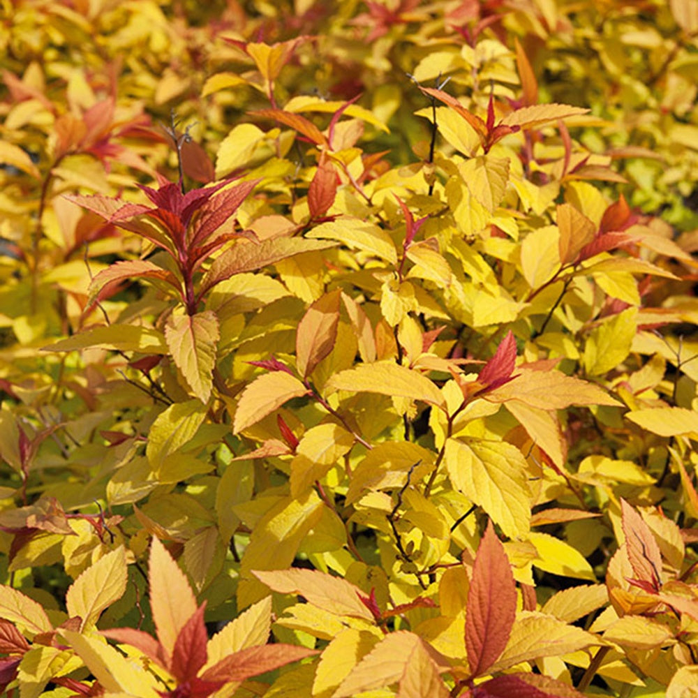 Verkoop Spierstruik 'Goldflame' - Spiraea japonica goldflame