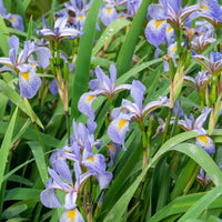 Amerikaanse lis - Iris versicolor - Vijverplanten