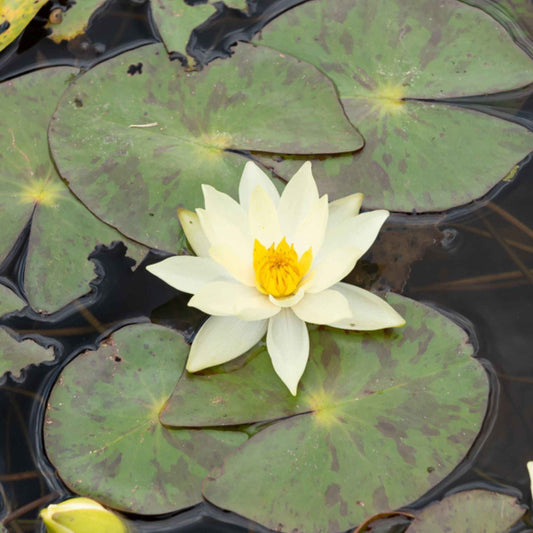 Dwergwaterlelie Helvola - Nymphaea pygmaea helvola - Vijvers