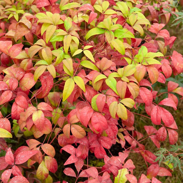 Hemelse bamboe 'Firepower' - Nandina domestica Fire Power - Bakker