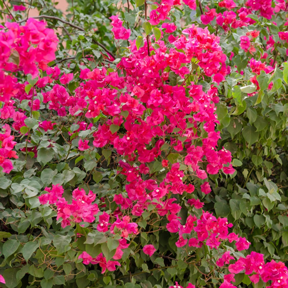 Verkoop Roze bougainville