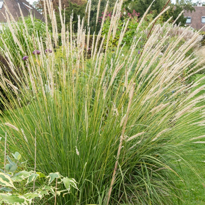 Pennisetum - Lampenpoetsersgras - Pennisetum macrourum