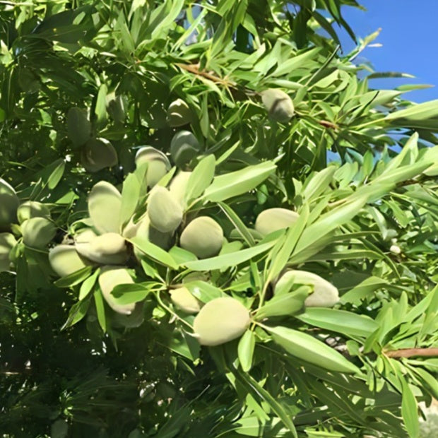 Amandelboom - Prunus dulcis Texas