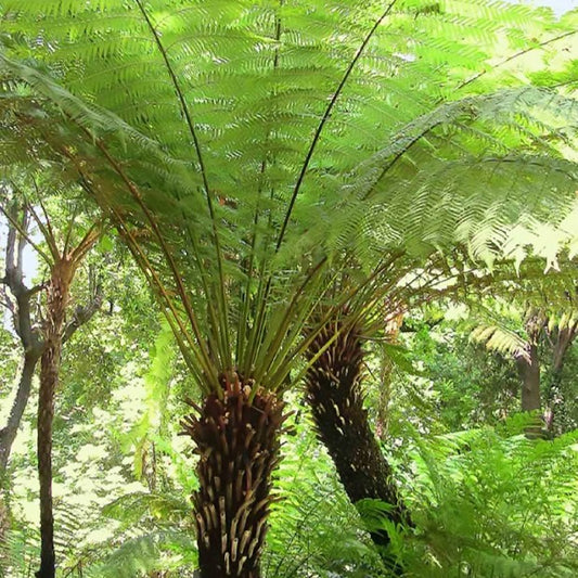 Tasmaanse boomvaren - Dicksonia antarctica - Op soort