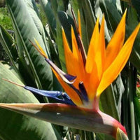 Strelitzia reginae - Paradijsvogelbloem Strelitzia - Strelitzia reginae - Paradijsvogelbloem