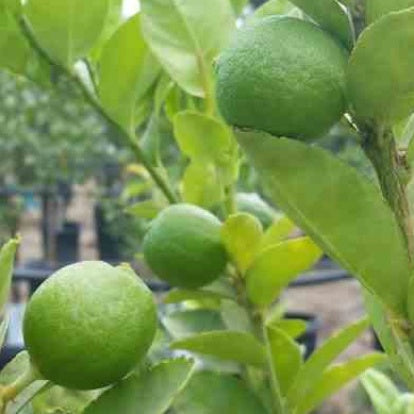 Verkoop Limoenboom - Citrus aurantifolia