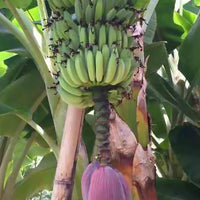 Japanse Bananenplant Ever Red - Bakker