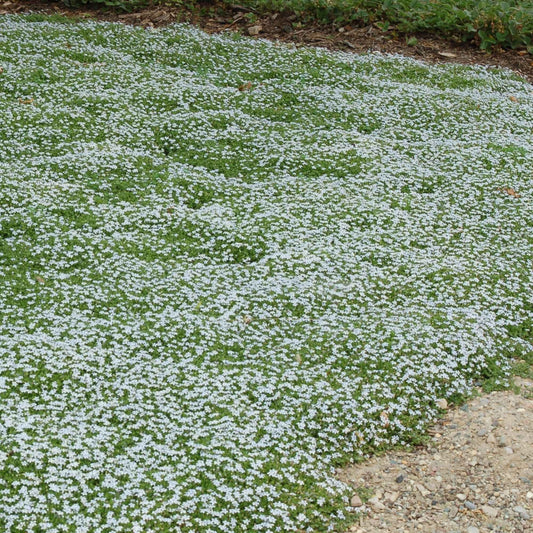 Blauwe grondkruiper (x3) - Isotoma fluviatilis - Tuinplanten