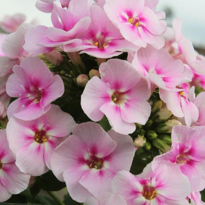 Vlambloem (x3) - Phlox paniculata 'younique bicolor' - Tuinplanten