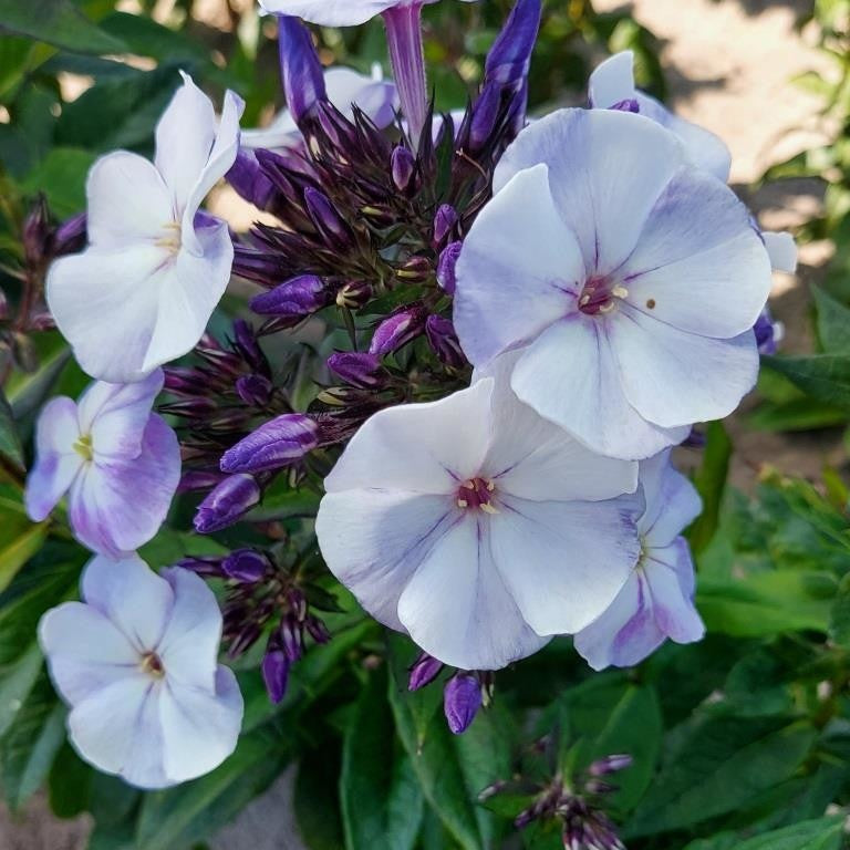 Vlambloem (x3) - Phlox paniculata 'younique old blue' - Tuinplanten