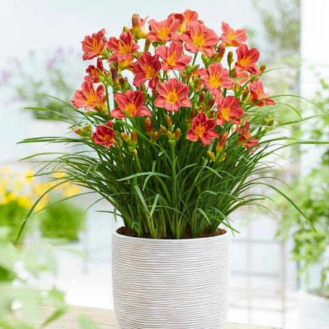 Daglelie (x3) - Hemerocallis 'everydaylily red ribs' - Heesters en vaste planten