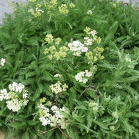 Duizendblad - Achillea crithmifolia - Tuinplanten