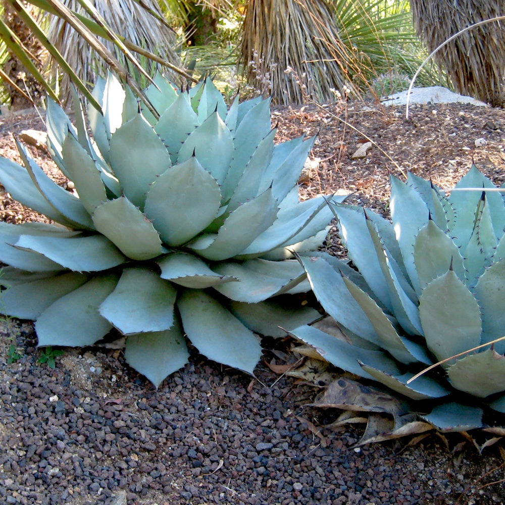 Agave parryi - Agave Parryi - Bakker