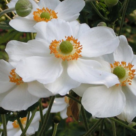 Herfstanenoom 'Honorine Joubert' - Anemone x hybrida 'honorine joubert' - Tuinplanten