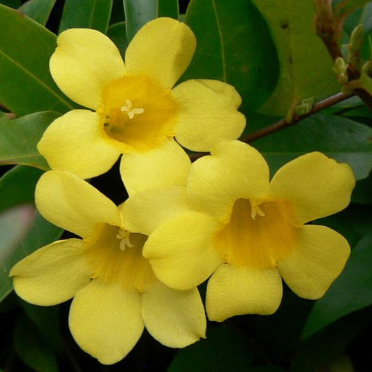 Gele jasmijn - Gelsemium sempervirens - Tuinplanten